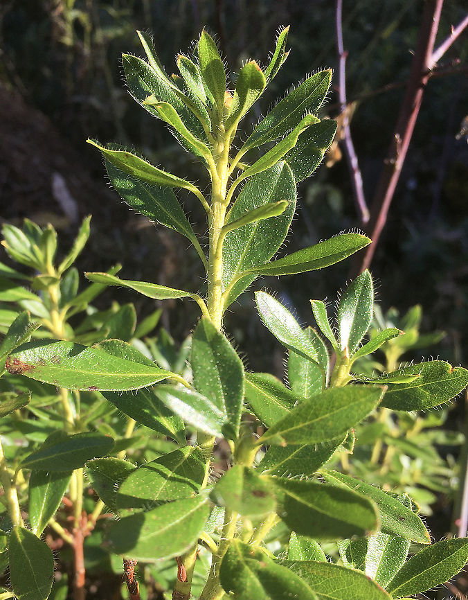 Rhododendron hirsutum Bewimperte Alpenrose  Geotagged,Rhododendron hirsutum,Switzerland