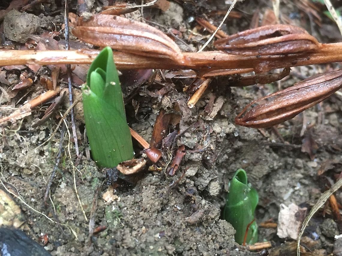 Orchis mascula Männliches Knabenkraut O mascula starts in the early winter. Fall,Geotagged,Orchis mascula,Switzerland,orchis mas