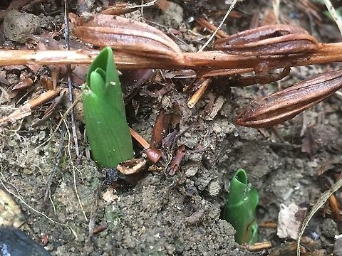 Orchis mascula M&auml;nnliches Knabenkraut O mascula starts in the early winter. Fall,Geotagged,Orchis mascula,Switzerland,orchis mas