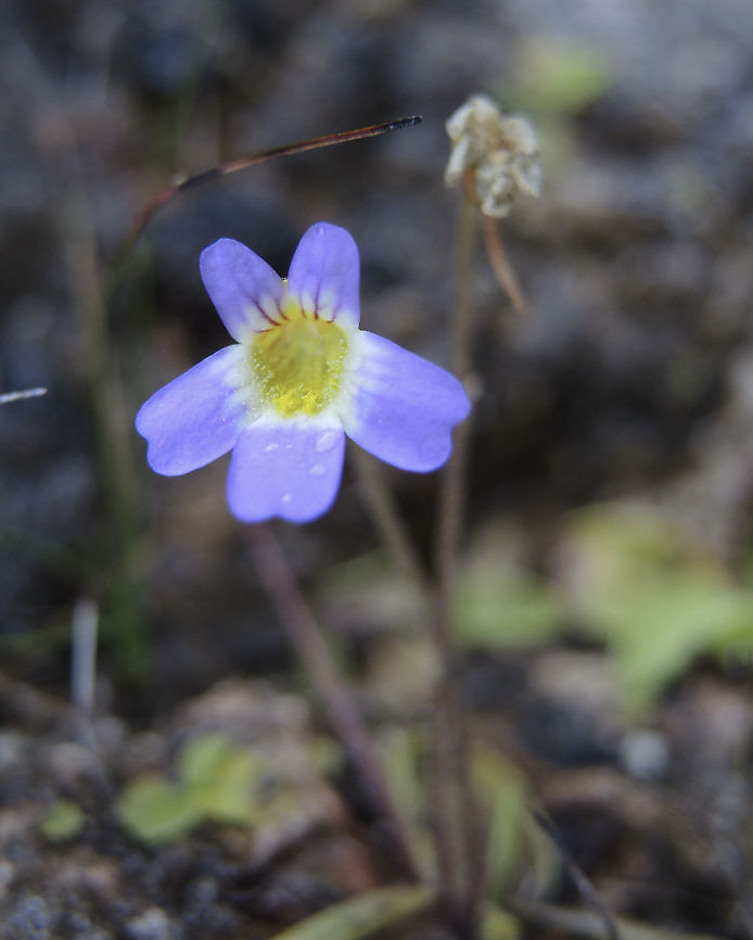 Pinguicula hirtiflora  Fall,Geotagged,Pinguicula crystallina,Switzerland