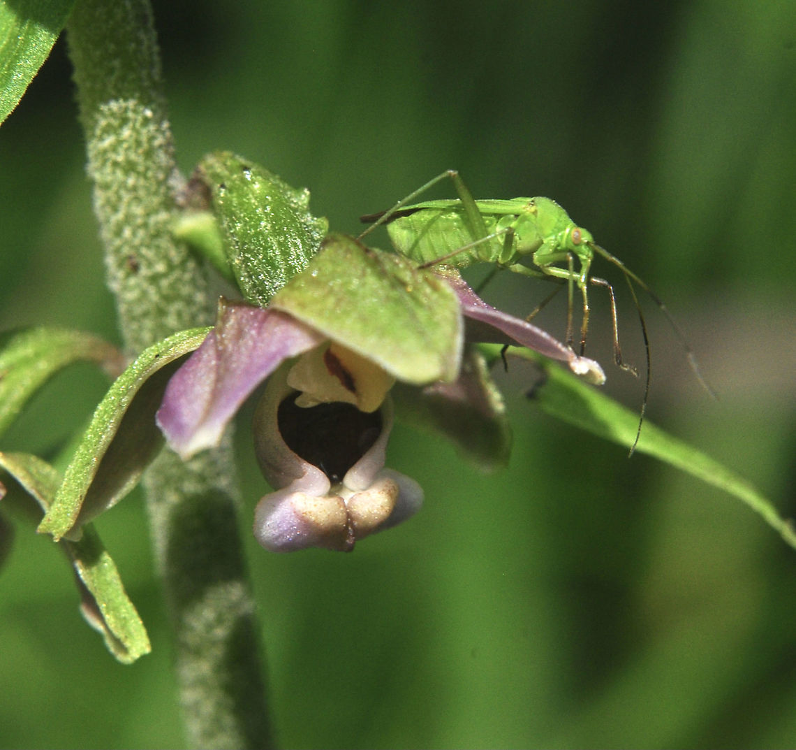 Calocoris affinis  Calocoris affinis,Geotagged,Summer,Switzerland