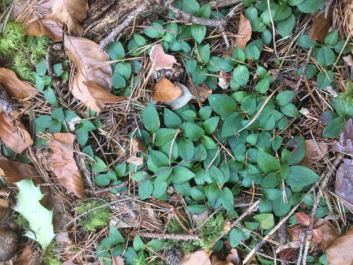 Goodyera repens Kriechendes Netzblatt   Creeping Lady's-tresses,Geotagged,Goodyera repens,Switzerland
