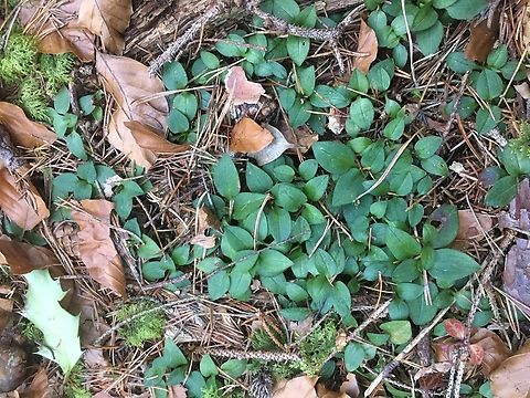 Goodyera repens Kriechendes Netzblatt   Creeping Lady's-tresses,Geotagged,Goodyera repens,Switzerland