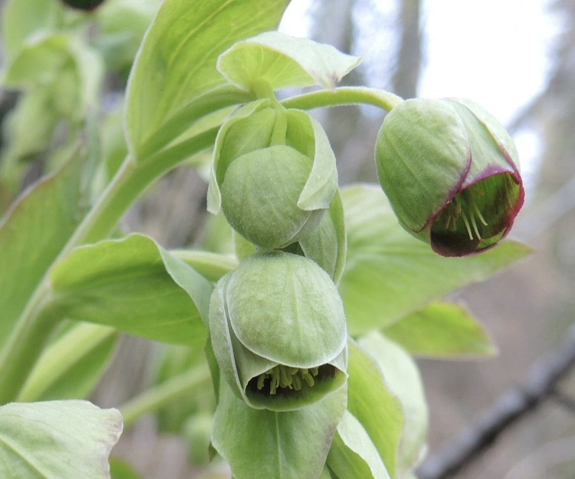 Helleborus foetidus Nieswurz            Geotagged,Helleborus foetidus,Stinking Hellebore,Switzerland,Winter