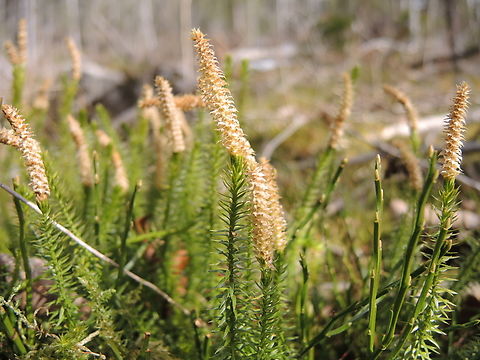 Lycopodium clavatum Keulen-Bärlapp  Geotagged,Lycopodium clavatum,Stag's-horn Clubmoss,Switzerland,Winter