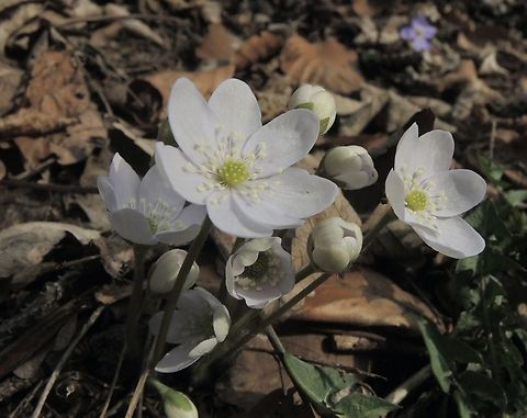 Hepatica nobilis Leberblümchen            Geotagged,Hepatica nobilis,Liverleaf,Switzerland,Winter