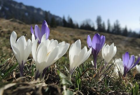 Crocus albiflorus Fr&uuml;hlingskrokus            Crocus vernus,Geotagged,Spring,Spring Crocus,Switzerland