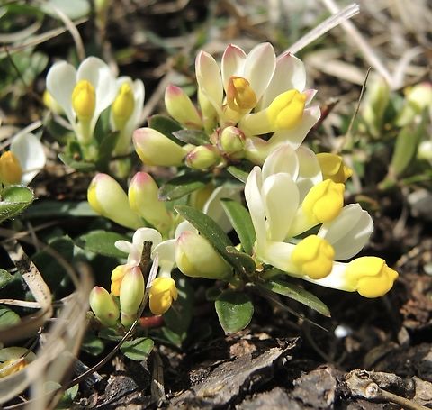 Polygala chamaebuxus L. Buchsbl&auml;ttrige Kreuzblume             Geotagged,Polygala chamaebuxus,Polygaloides chamaebuxus,Shrubby milkwort,Spring,Switzerland