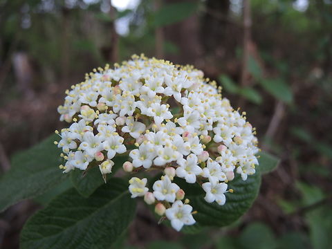 Viburnum lantana Wolliger Schneeball  Geotagged,Spring,Switzerland,Viburnum lantana