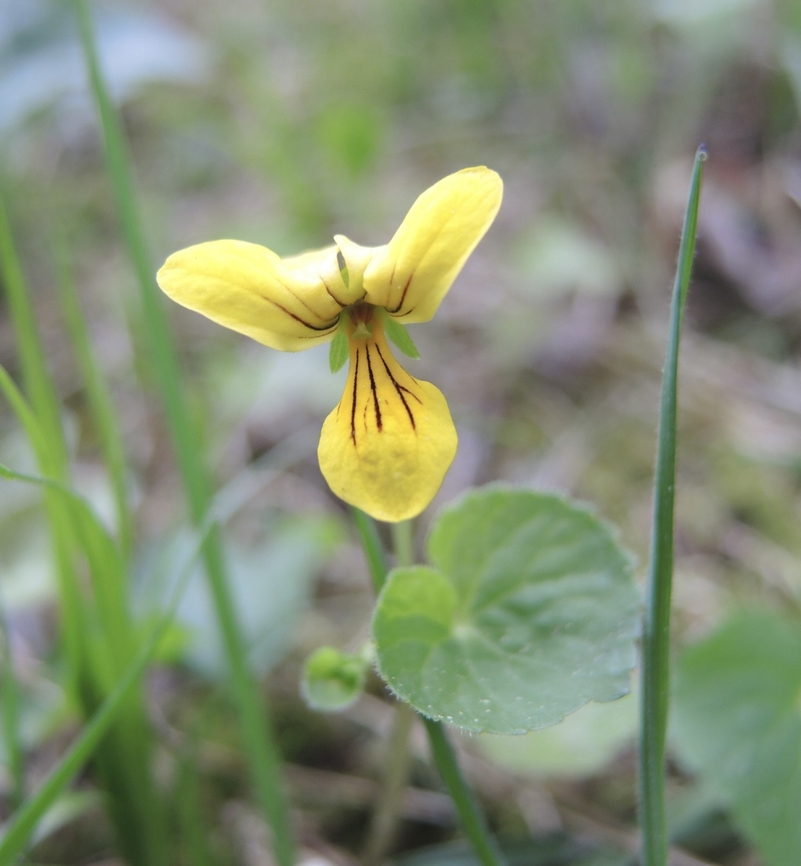 Viola biflora Zweibl&uuml;tiges Veilchen            Geotagged,Spring,Switzerland,Viola  biflora,Viola biflora