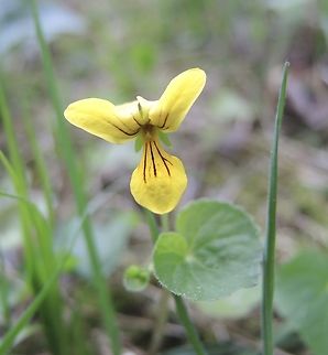 Viola biflora Zweiblütiges Veilchen            Geotagged,Spring,Switzerland,Viola  biflora,Viola biflora