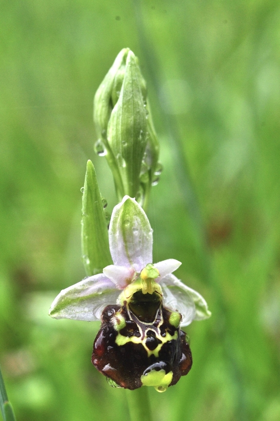 Ophrys holosericea Hummel-Ragwurz  Geotagged,Ophrys fuciflora,Switzerland