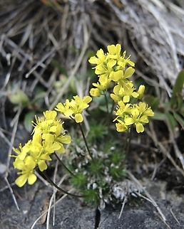 Draba aizoides Immergrünes Felsenblümchen            Draba aizoides,Geotagged,Spring,Switzerland