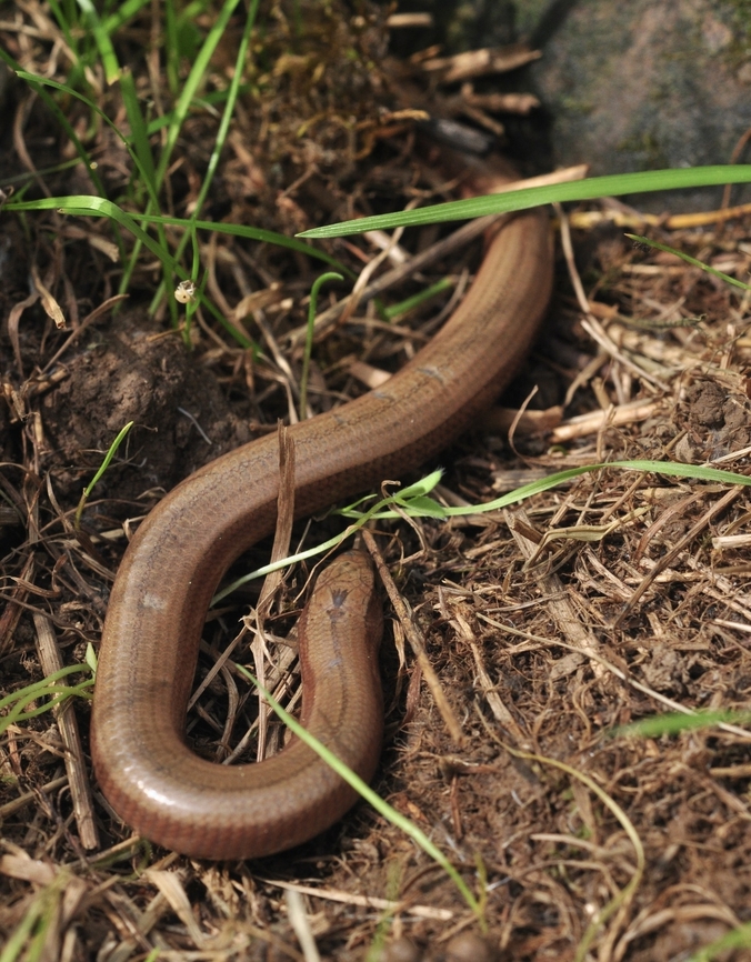 Anguis fragilis Blindschleiche Look the mark at his neck! Anguis fragilis,Geotagged,Slow worm,Spring,Switzerland