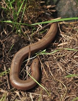 Anguis fragilis Blindschleiche Look the mark at his neck! Anguis fragilis,Geotagged,Slow worm,Spring,Switzerland