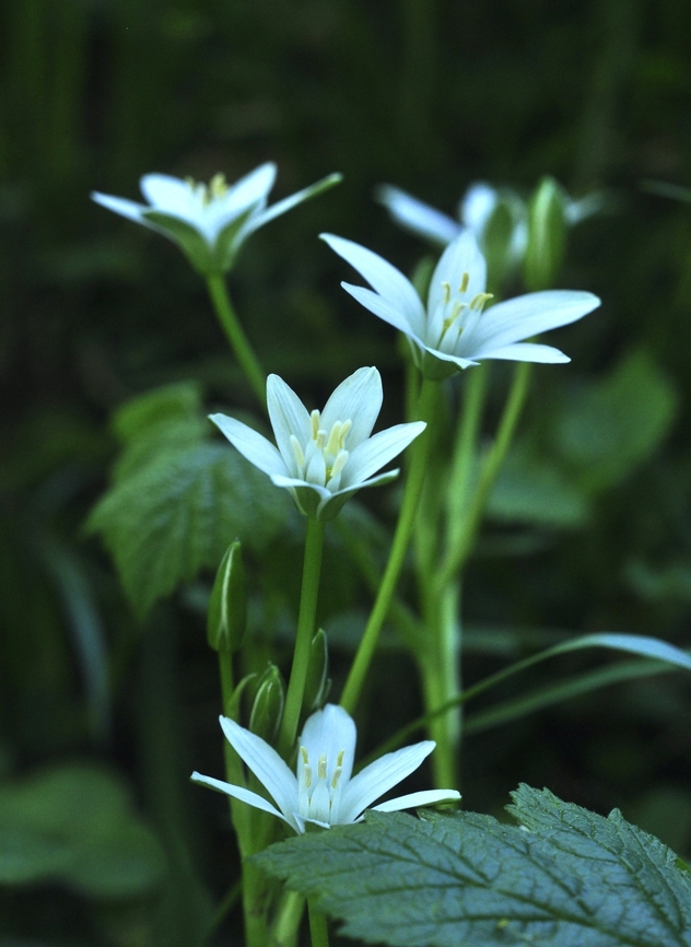 Ornithogalum umbellatum Doldiger Milchstern  Geotagged,Grass Lily,Ornithogalum umbellatum,Spring,Switzerland