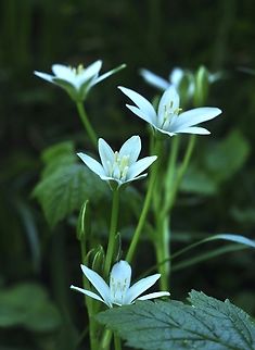 Ornithogalum umbellatum Doldiger Milchstern  Geotagged,Grass Lily,Ornithogalum umbellatum,Spring,Switzerland