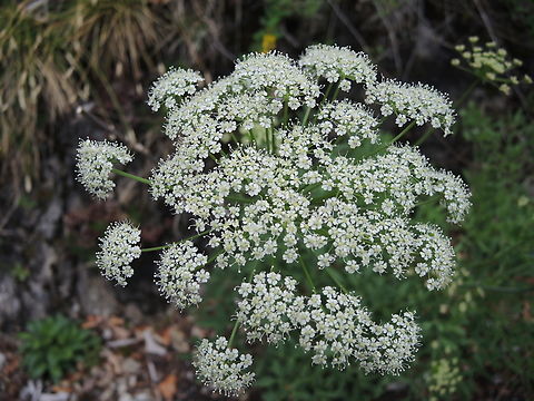 Laserpitium siler Berg-Laserkraut  Geotagged,Laserpitium siler,Spring,Switzerland