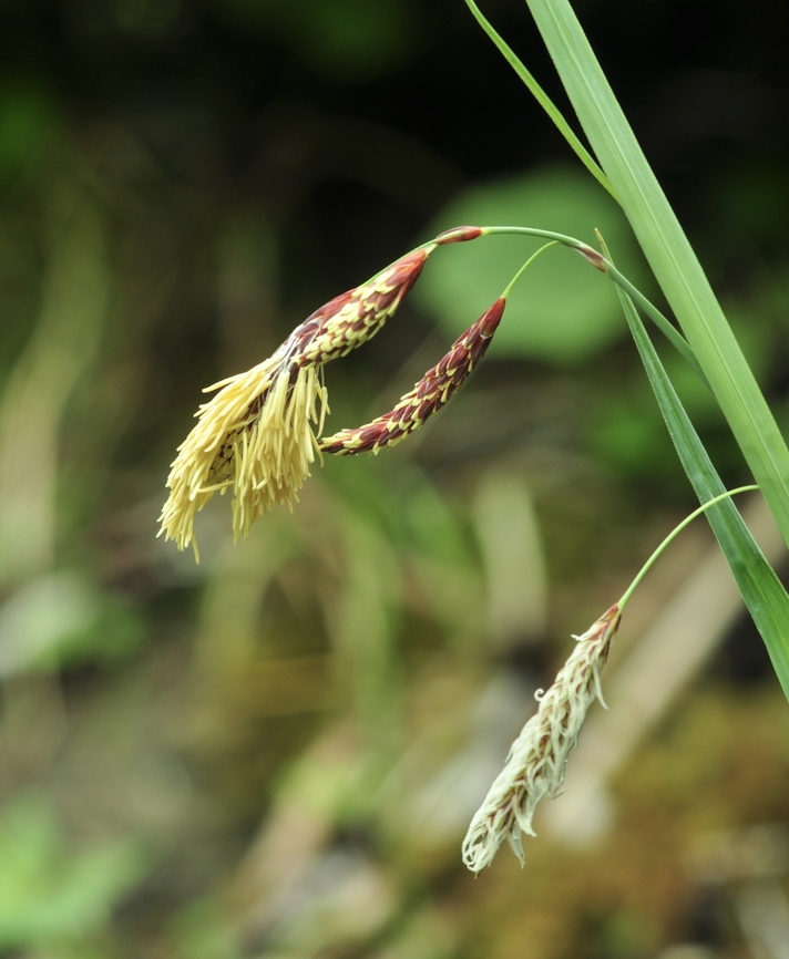 Carex flacca Schlaffe Segge  Carex flacca,Geotagged,Spring,Switzerland