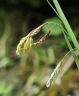 Carex flacca Schlaffe Segge  Carex flacca,Geotagged,Spring,Switzerland