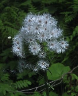 White butterbur