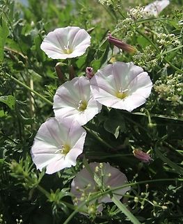 Convolvulus arvensis Acker-Winde            Convolvulus arvensis,Field Bindweed,Geotagged,Spring,Switzerland