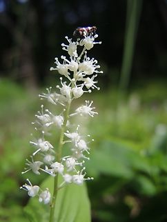 Maianthemum bifolium Zweiblättrige Schattenblume            Geotagged,Germany,Maianthemum bifolium,Spring,Switzerland