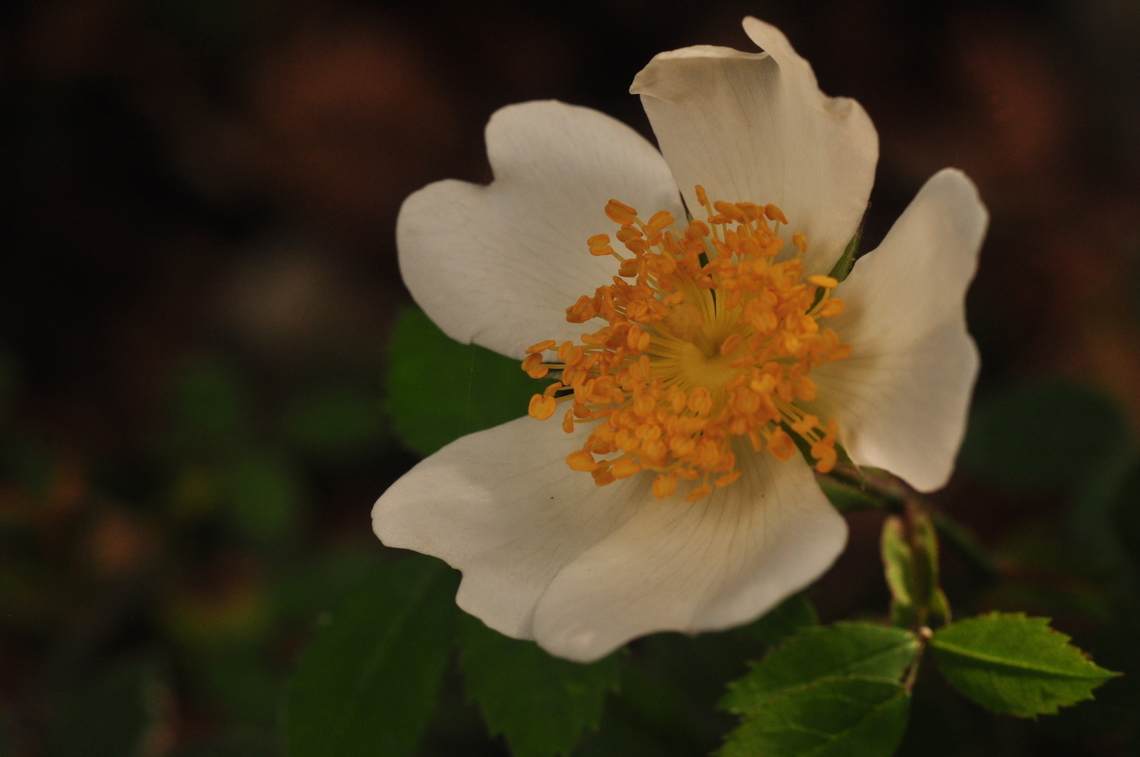 Rosa arvensis Acker-Rose  Geotagged,Rosa arvensis,Spring,Switzerland