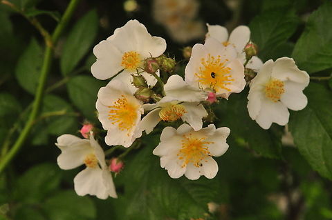 Rosa multiflora Büschel-Rose  Geotagged,Multiflora rose,Rosa multiflora,Spring,Switzerland