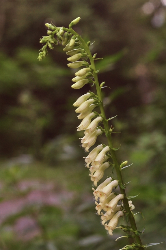 Digitalis lutea Gelber Fingerhut  Digitalis lutea,Geotagged,Spring,Straw Foxglove,Switzerland