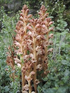Orobanche caryophyllacea Labkraut-Sommerwurz            Bedstraw Broomrape,Geotagged,Orobanche caryophyllacea,Spring,Switzerland