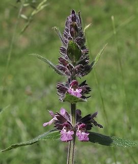 Stachys alpina Alpen-Ziest  Geotagged,Limestone woundwort,Spring,Stachys alpina,Switzerland