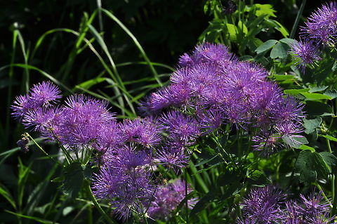 Thalictum aquilegiifolium Akeleiblättrige Wiesenraute  Geotagged,Spring,Switzerland,Thalictrum aquilegiifolium