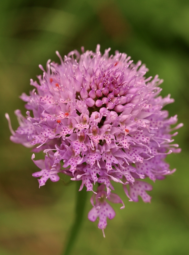 Traunsteinera globosa Kugelorchis   Geotagged,Globe-flowered Orchid,Summer,Switzerland,Traunsteinera globosa