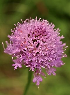 Globe-flowered Orchid