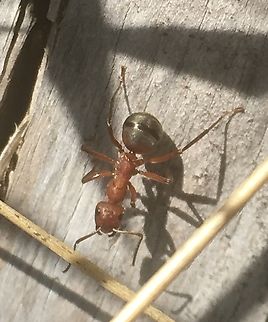 Formica truncorum Strunk-Ameise  Formica truncorum,Geotagged,Summer,Switzerland