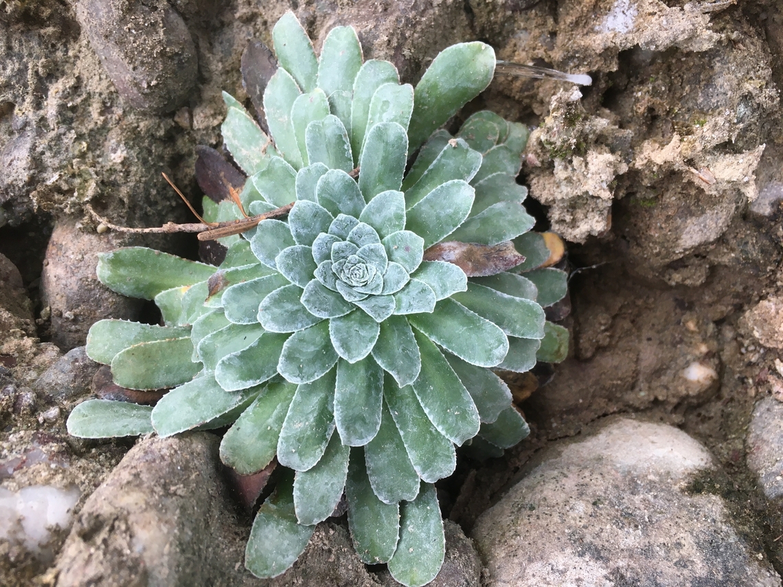 Saxifraga mutata Kies-Steinbrech  Geotagged,Saxifraga mutata,Switzerland