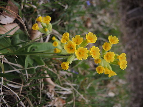 Primula veris Frühlings-Schlüsselblume  Common cowslip,Geotagged,Primula veris,Spring,Switzerland