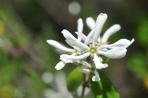 Amelanchier ovalis Felsenmispel  Amelanchier ovalis,Geotagged,Spring,Switzerland
