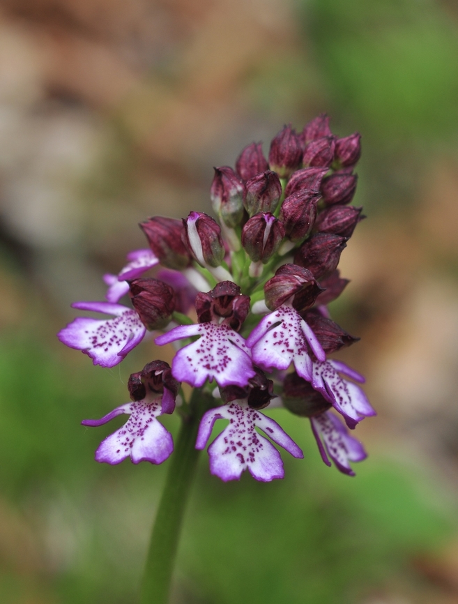 Orchis purpurea Purpur-Orchis  Geotagged,Lady orchid,Orchis purpurea,Spring,Switzerland