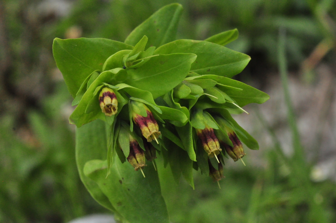 Cerinthe glabra Kahle Wachsblume  Cerinthe glabra,Geotagged,Smooth Honeywort,Spring,Switzerland