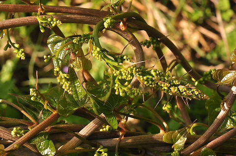 Dioscorea communis Schmerwurz  Black bryony,Dioscorea communis,Geotagged,Spring,Switzerland