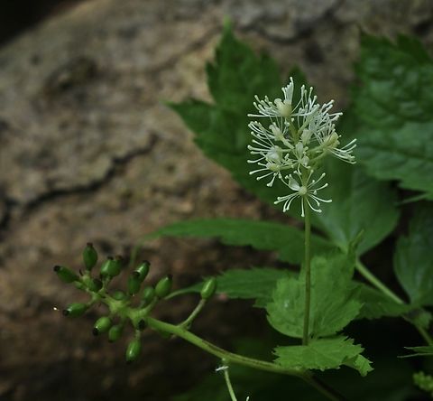 Actaea spicata Ähriges Christophskraut  Actaea  spicata,Actaea spicata,Geotagged,Spring,Switzerland