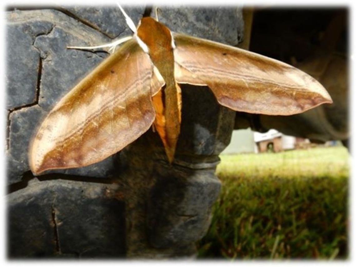 Hawk moth  Theretra nessus,Yam Hawk Moth