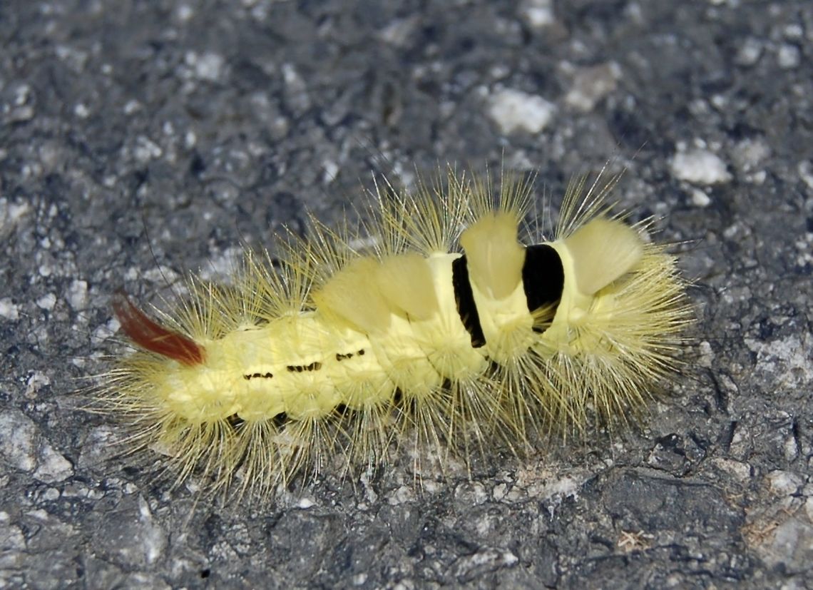 Butterflydragon Hello,<br />
I found this dragon in Switzerland (08. Oktober 2018)<br />
Somebody knows the name of the butterfly?<br />
<br />
Thanks Markus Calliteara pudibunda,Fall,Geotagged,Pale tussock,Switzerland