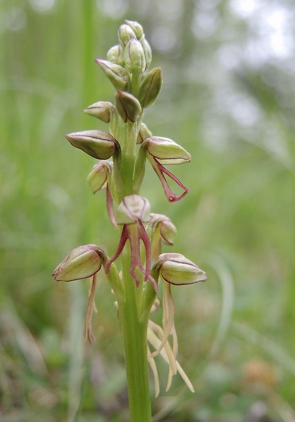 Aceras antropophorum This orchis is in a place near my village, the only place I know in my area. There are about eight plants, in this moment I found two plants with flowers.<br />
 Geotagged,Orchis anthropophora,Spring,Switzerland