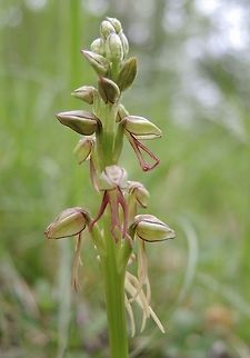 Aceras antropophorum This orchis is in a place near my village, the only place I know in my area. There are about eight plants, in this moment I found two plants with flowers.
 Geotagged,Orchis anthropophora,Spring,Switzerland