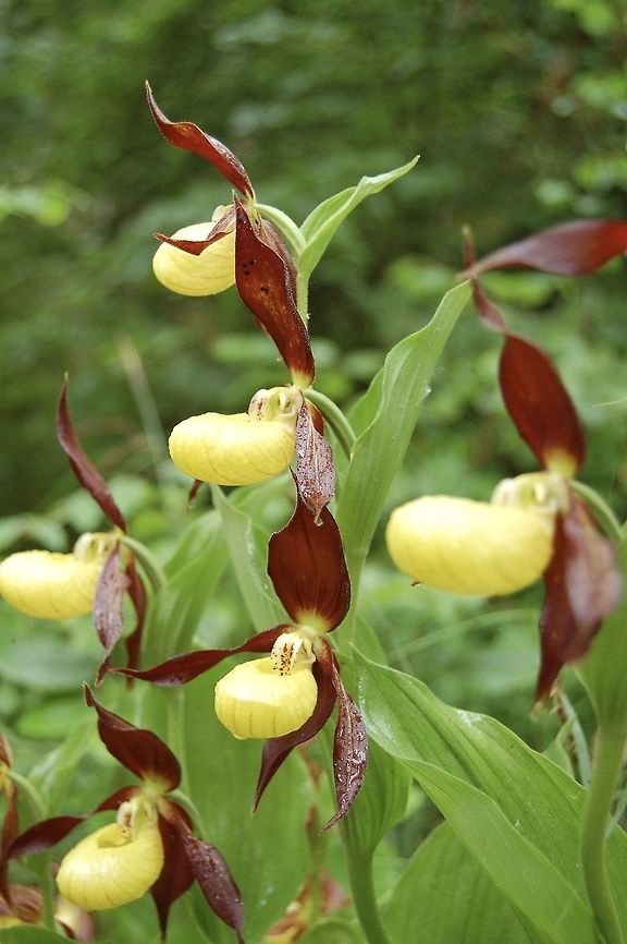 Cypripedium calceolus &quot;Dreifuss&quot;, three flowers on one flowering stem! Cypripedium calceolus,Geotagged,Spring,Switzerland,cypripedium calceolus