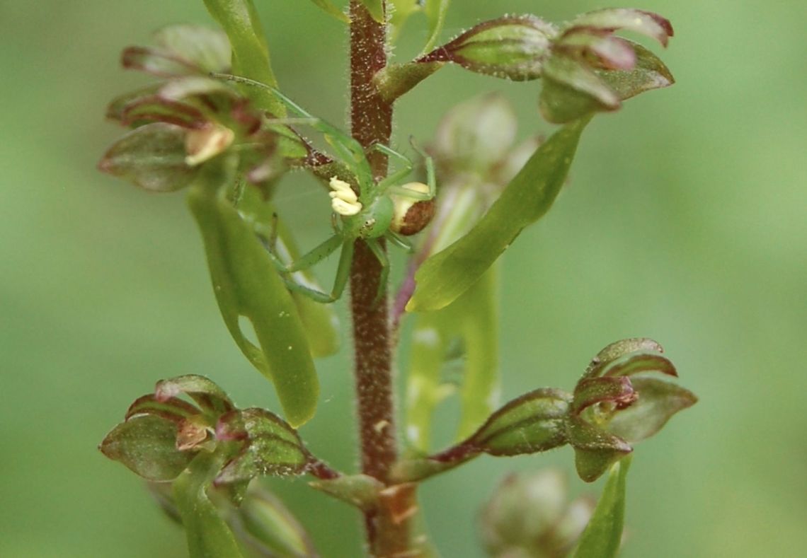 Diaea dorsata Crab spider with pollinia from listera ovata Diaea dorsata,Geotagged,Spring,Switzerland