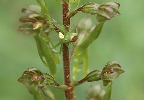 Diaea dorsata Crab spider with pollinia from listera ovata Diaea dorsata,Geotagged,Spring,Switzerland